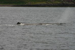 Sperm whale logging at surface